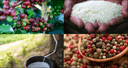 Agricultural Recovery and International Tax Pressures: What Signals for Global Trade?